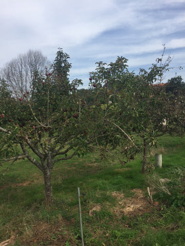 THE ORCHARD